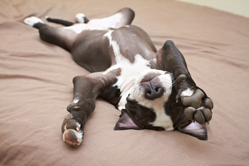 A young Staffordshire Bull Terrier stretched out sleeping on the bed