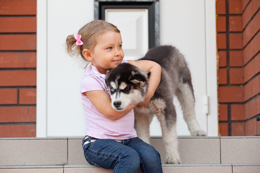 Een jong meisje met een Siberische Husky puppy