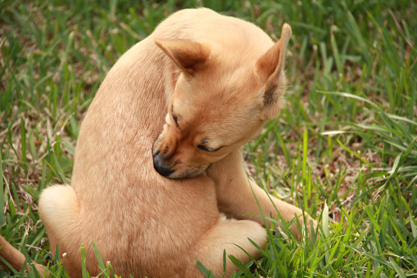 A young pup reaching around for a lovely back scratch