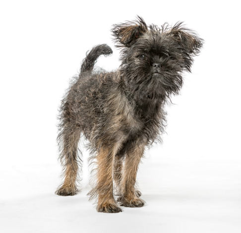 Een affenpinscher met een draadharige vacht