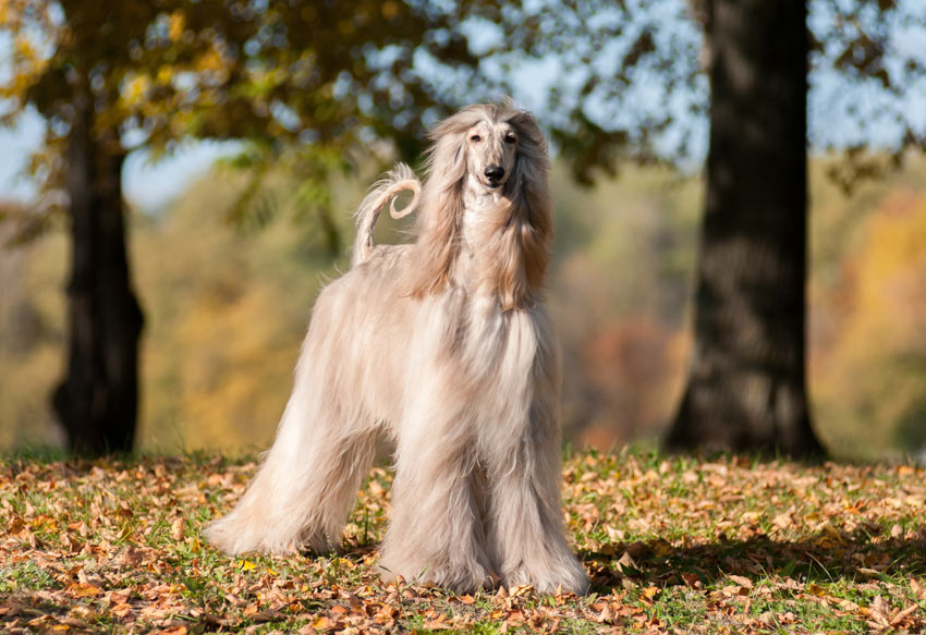 An Afghan Hound with a incredible long coat