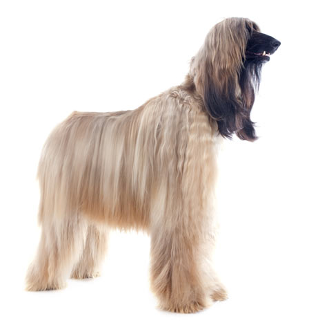 Een Afghaanse windhond met een mooi verzorgde vacht