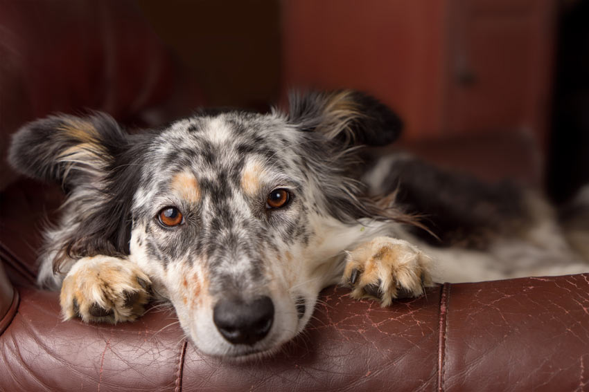Een Australische Herder legt zijn vermoeide koppie te rusten op bank