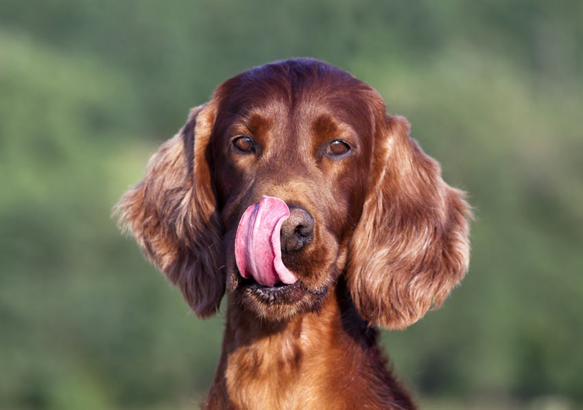 An Irish Setter licking its lips
