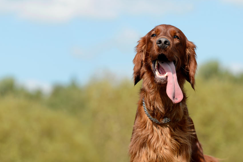 An Irish Setter with its massive tongue out