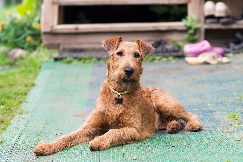 Een Ierse setter met een draadharige vacht