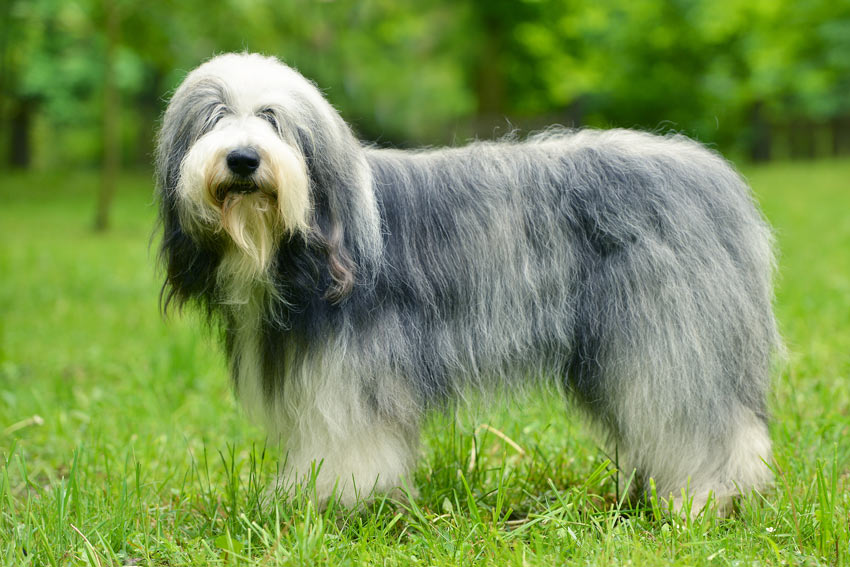 An Old English Sheepdog with a beautifully groomed long coat