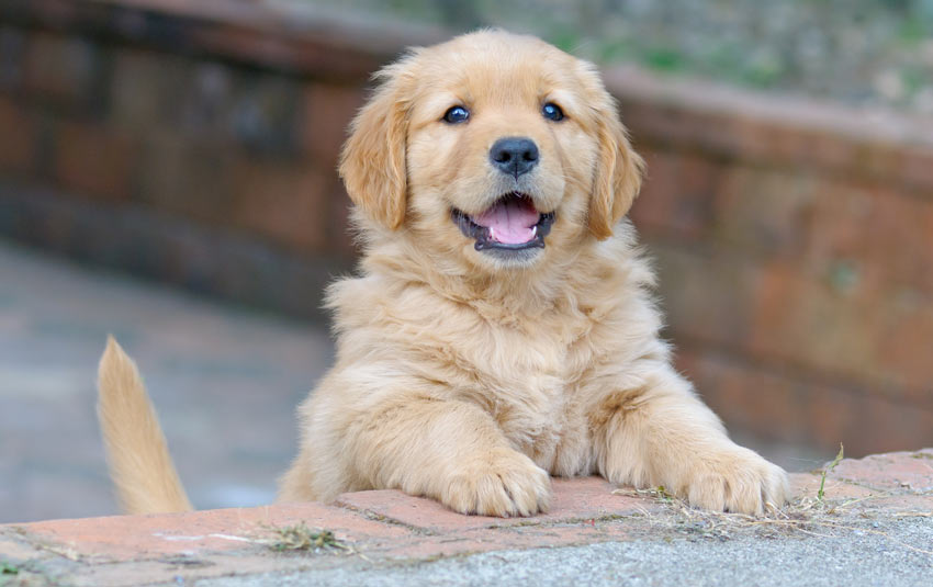 Een allerschattigste, kleine golden retriever puppy