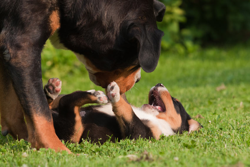 An adult dog playing with its beautiful little puppy