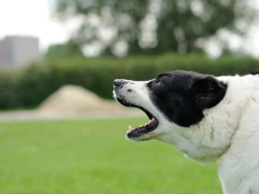 An angressive black and white adult dog barking