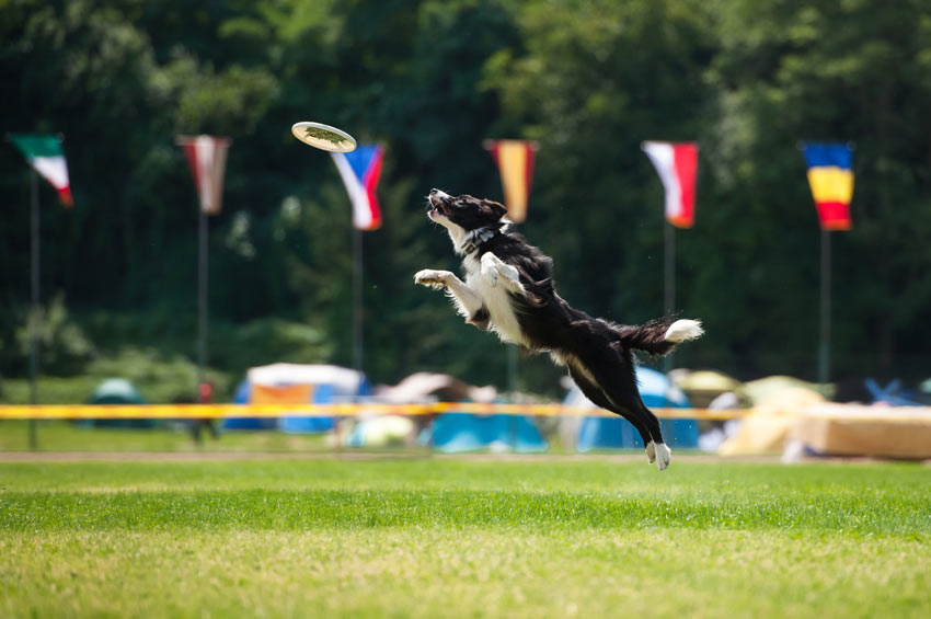 An athletic Border Collie in a dog competition