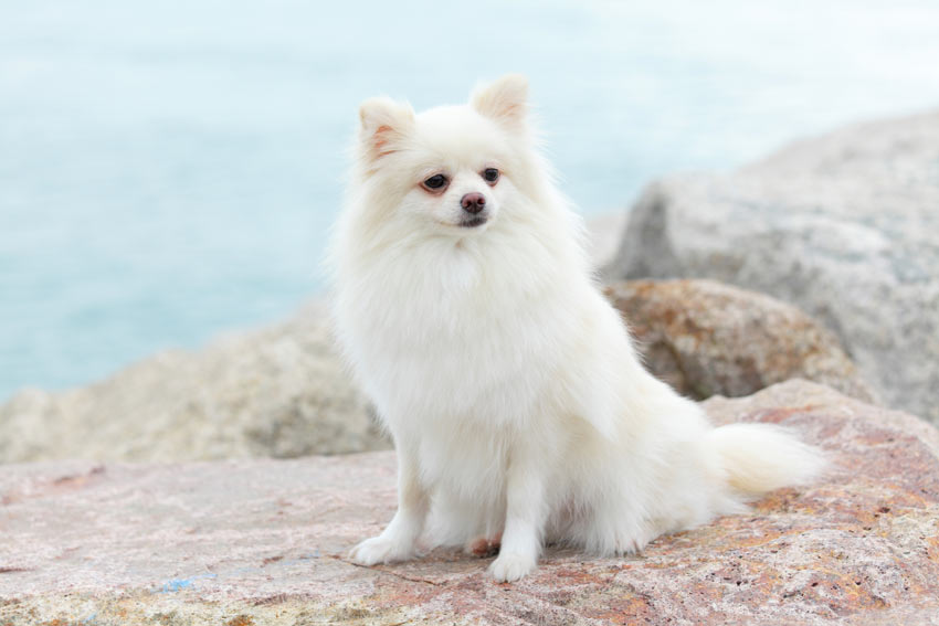 Een elegante, witte dwergkeeshond