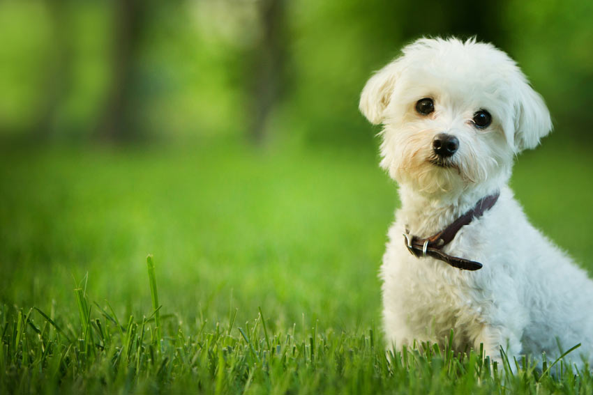 Wierook Teken Perseus Kiezen tussen een rashond en een kruising | De juiste hond voor u | Honden