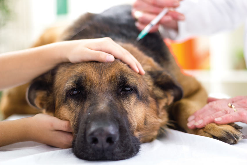 An upset dog having an injection