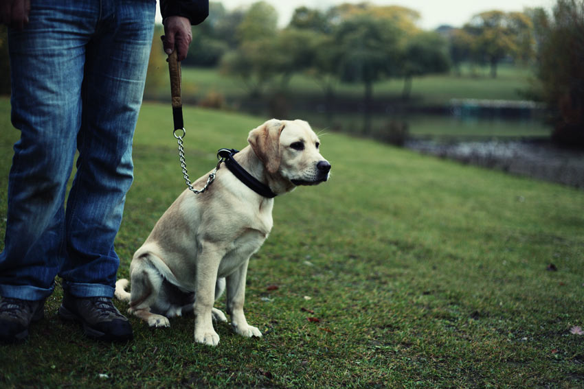 Begin with your dog on the lead