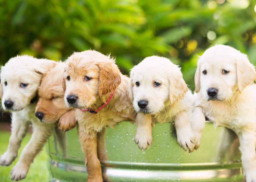 Vijf schattige Golden Retriever puppies nemen een bad