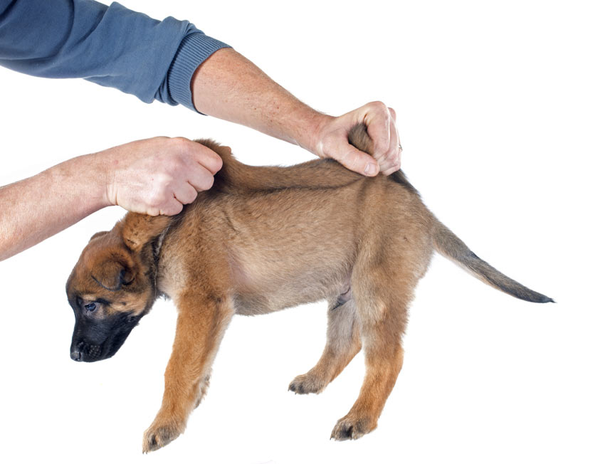 How to pick up a puppy by the scruff