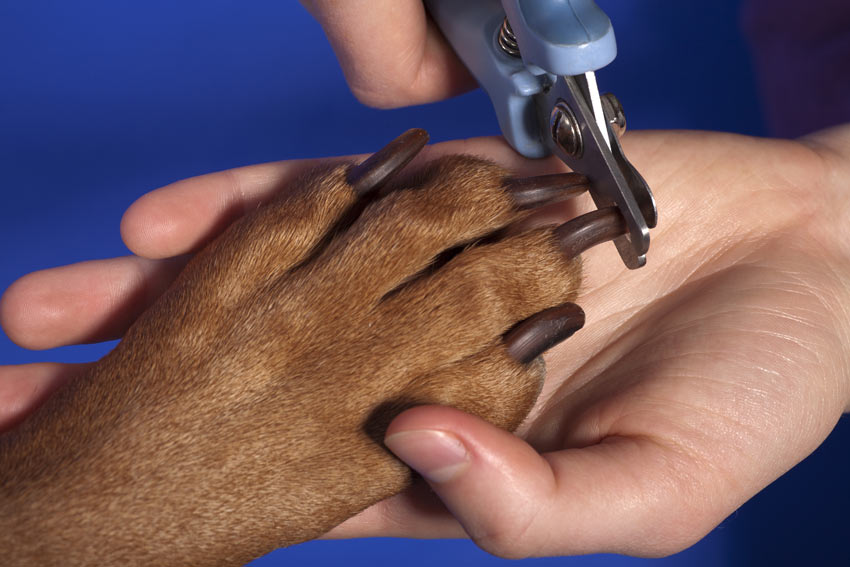 How to trim a dogs nails using a pair of dog nail pliers