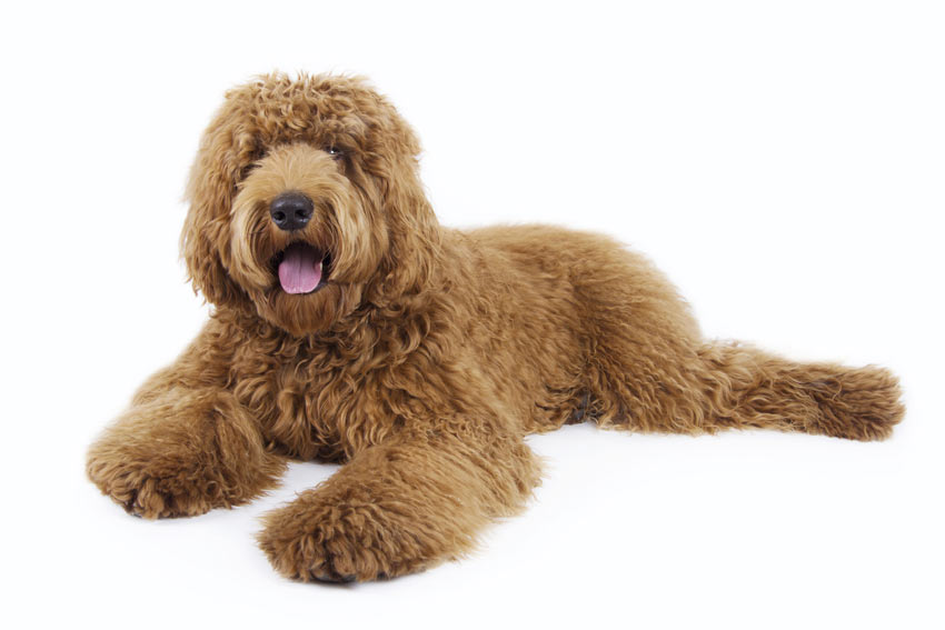 Labradoodle, a cross between a Labrador and a Poodle