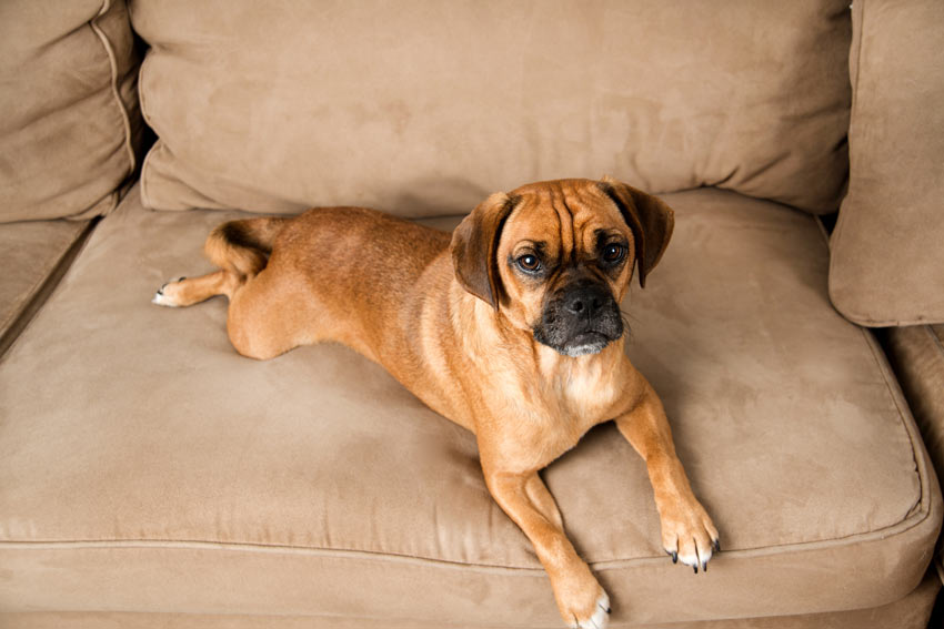 Puggle, a cross between a Pug and a Beagle