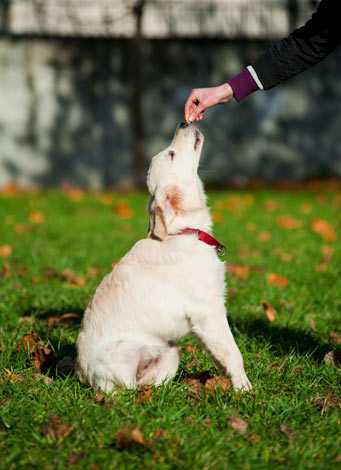 A Dalmatian that has been taught to sit on command