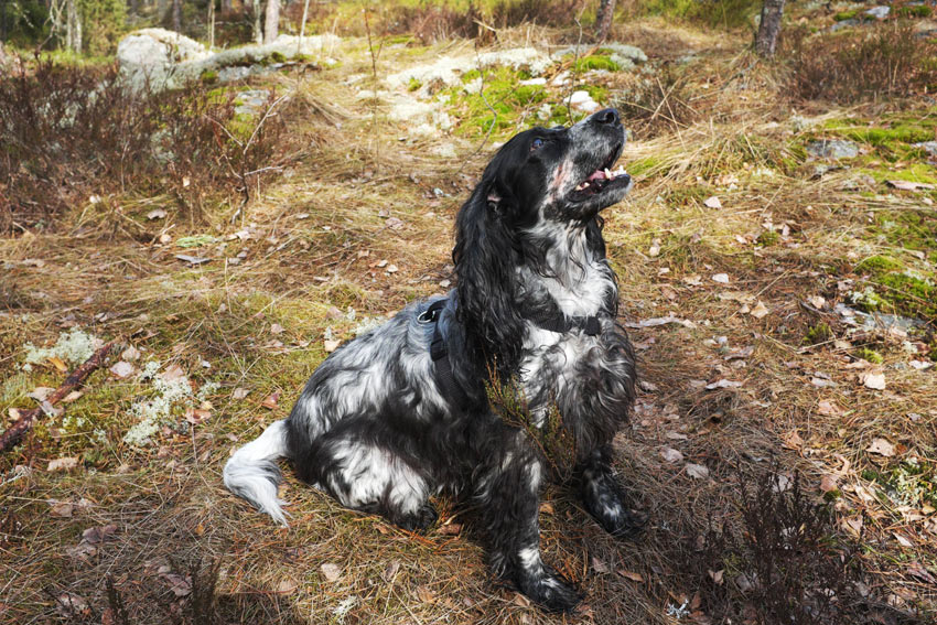 Training a dog will help with your dogs health