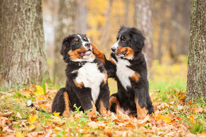 Twee Berner sennenhonden spelen met elkaarr