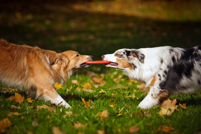 Twee honden trekken om het sterkst aan een speeltje