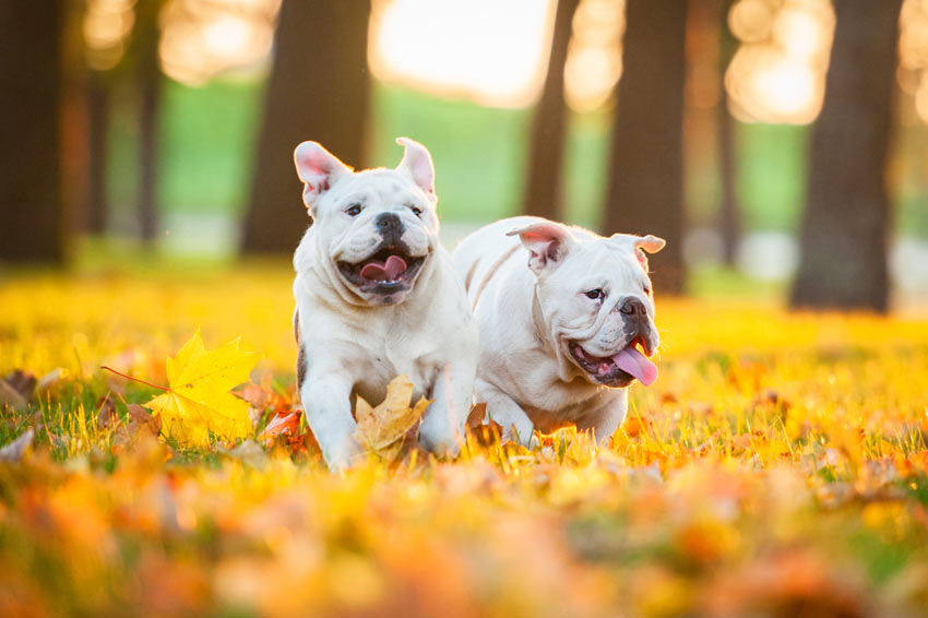 Two English Bulldogs playing outside