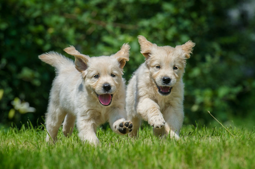 Twee golden retriever puppies spelen in de tuin