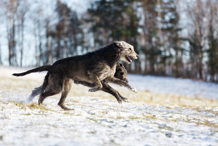 Two Irish Wolfhounds bouncing through the snow