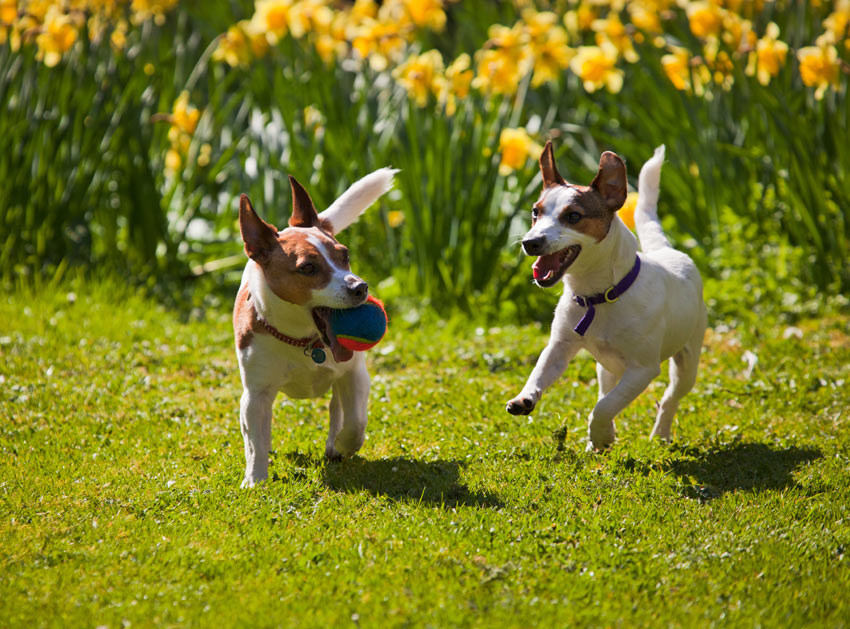Twee Jack Russell terriërs spelen samen