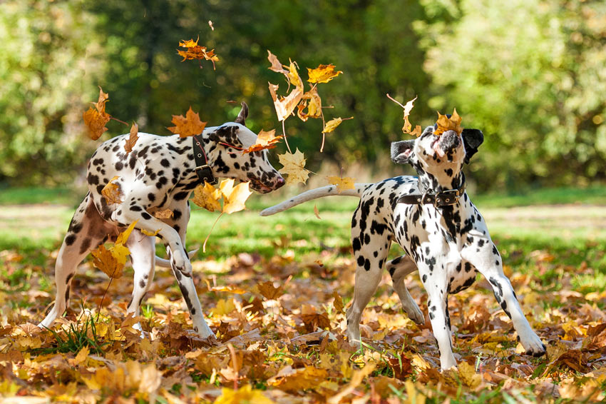 Twee schitterende ras-dalmatiërs spelen in herfstbladeren