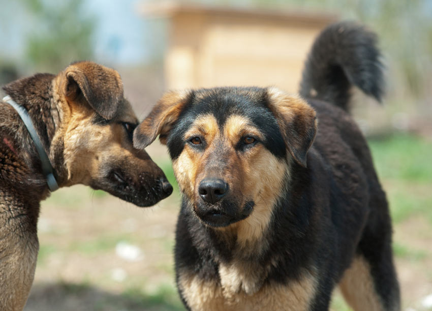 Twee bastaardhonden met temperamenten die maar moeilijk te voorspellen zijn