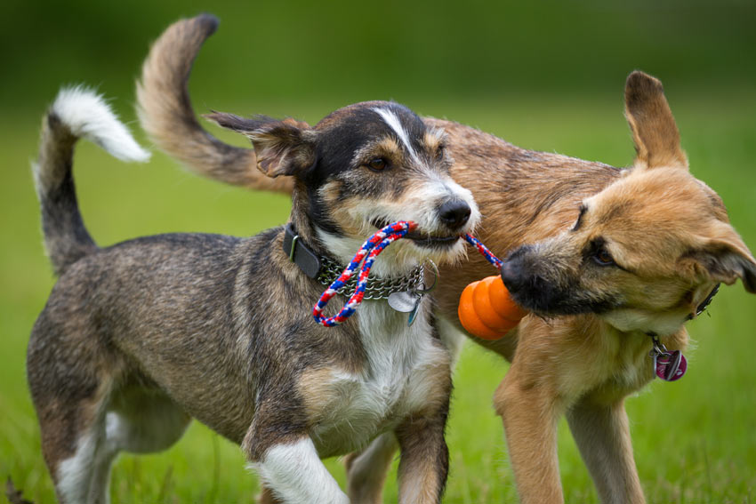 Two wire haired dogs playing tug of war with a kong toy