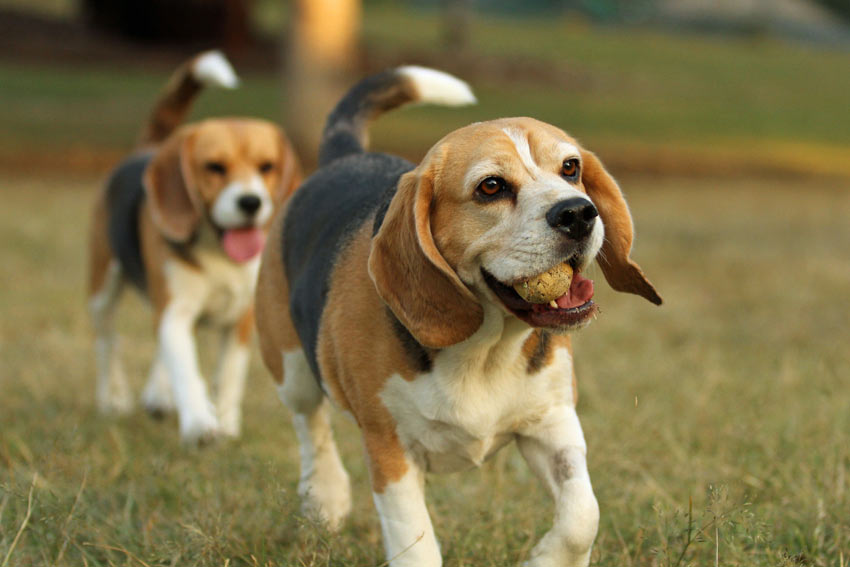 Two young Beagles playing with a tennis ball
