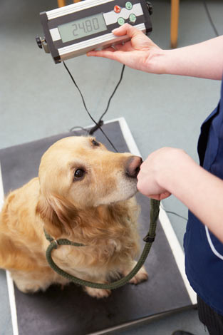 Weighing a Golden Retriever at the vets