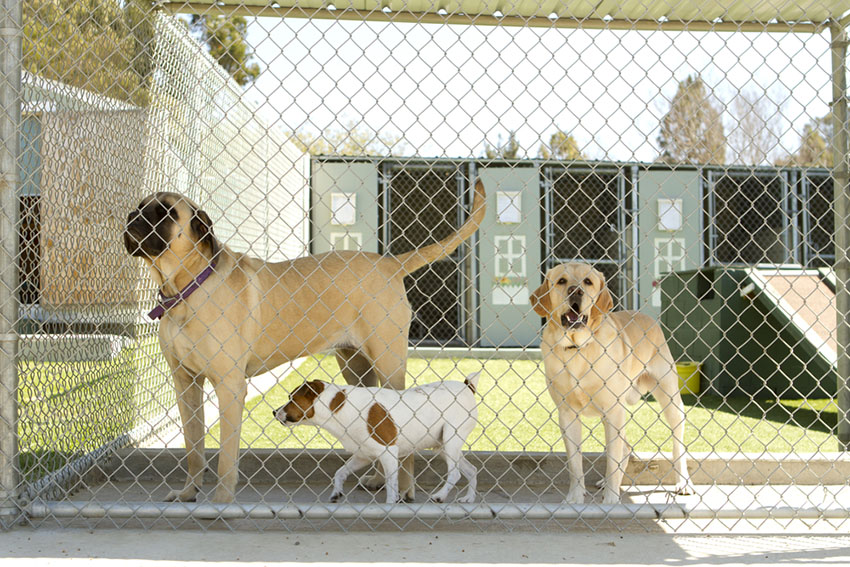 Dog Kennels holiday