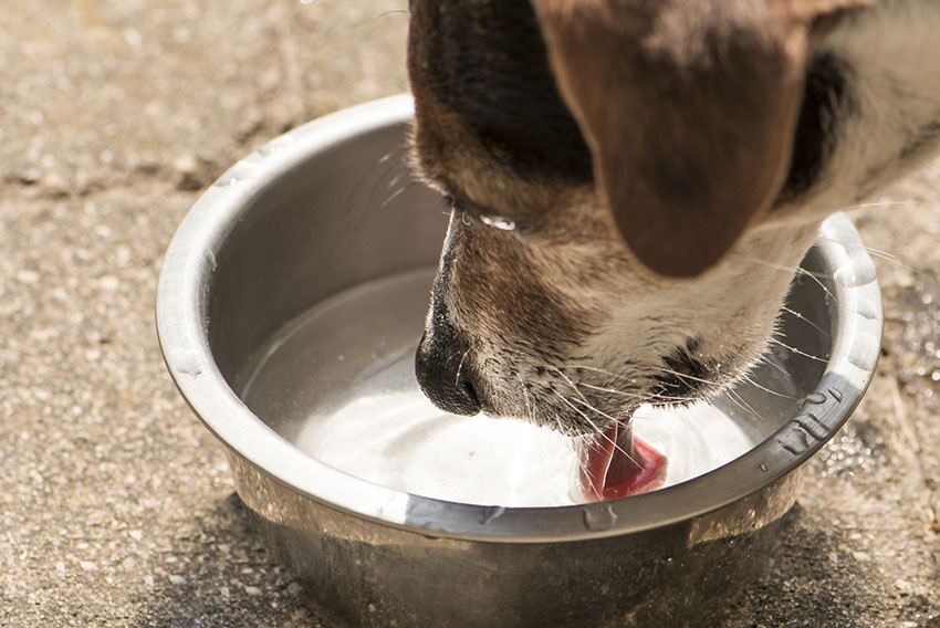 Dog drinking from bowl outdoors