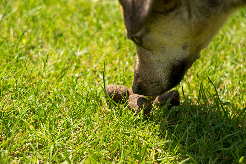 Dog poop on lawn