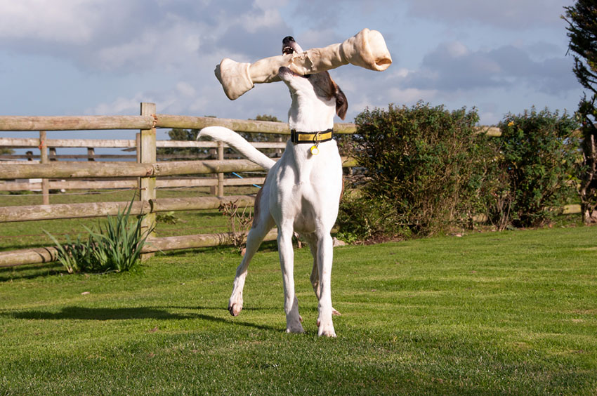 Dog with treat outdoors