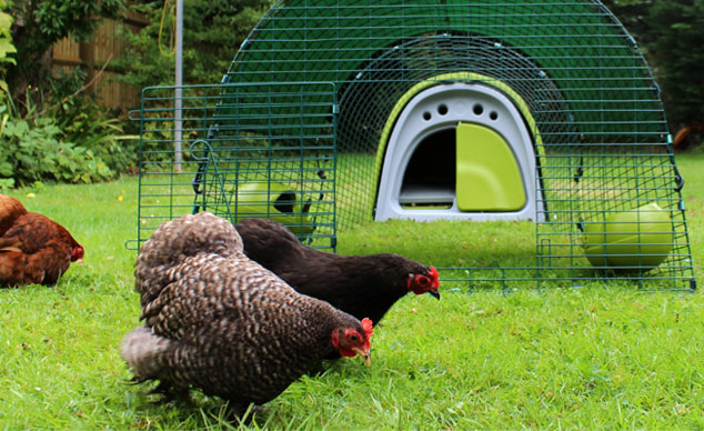 Een groen Eglu Classic kippenhok ziet er prachtig uit in de tuin en uw kippen zullen er weg van zijn!
