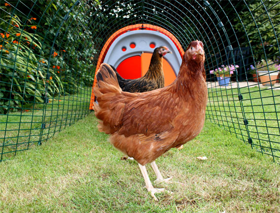 Everything you need to start keeping chickens, the Eglu Classic is the perfect starter chicken coop