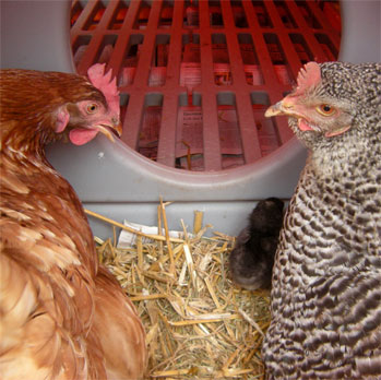 It's easy to replace your chickens' bedding and they'll really appreaciate it