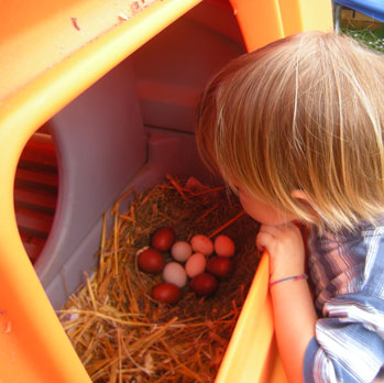 A clutch of freshly laid free range chicken eggs in the Eglu Cube