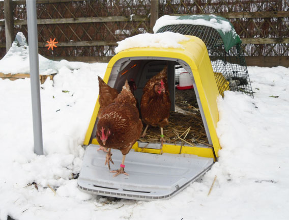 La jupe garde vos poulets en sécurité à l'intérieur