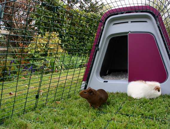 Guinea pigs playing in the Eglu Go Hutch run