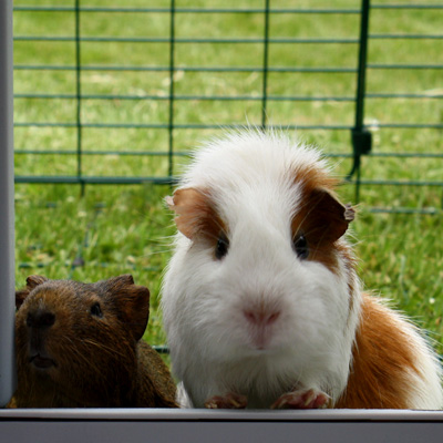 Guinea pigs looking into the Eglu Go Hutch