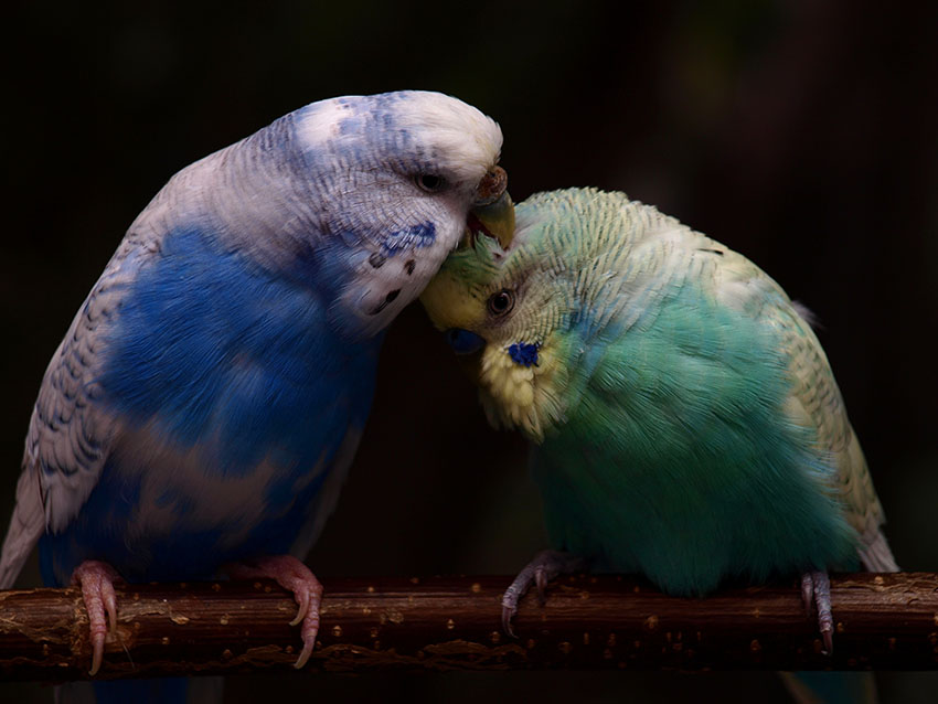 English budgie types