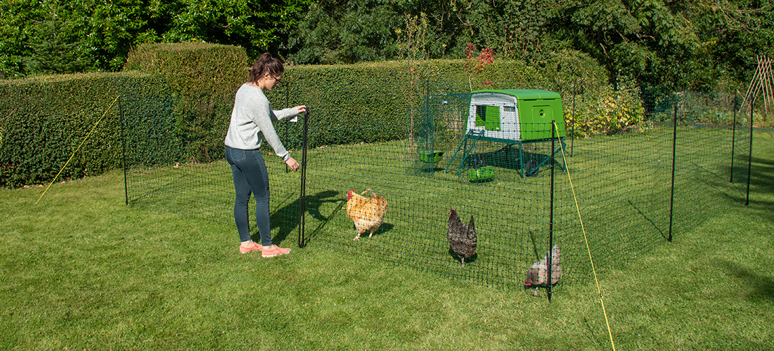 Kippen met Omlet kippenhekwerk met Omlet groen Eglu Cube groot kippenhok op achtergrond